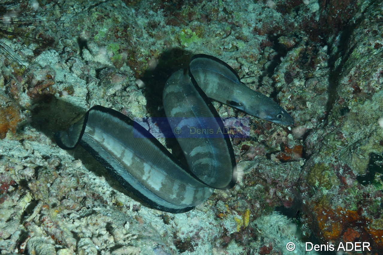 Conger cinereus Congre a moustache-Wakatobi Moga Island-10m-20180530nuit-Denis-ADER-DSC_2390_tn.jpg